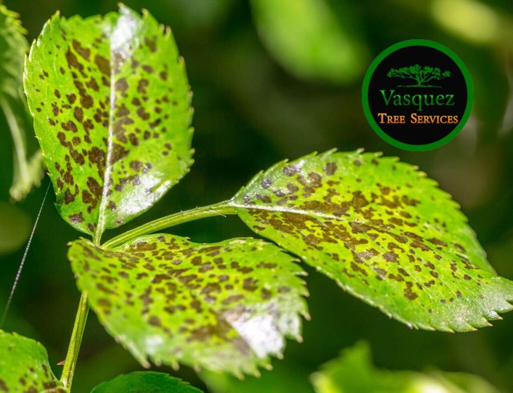 Common Tree Diseases: A Guide to Recognizing and Preventing