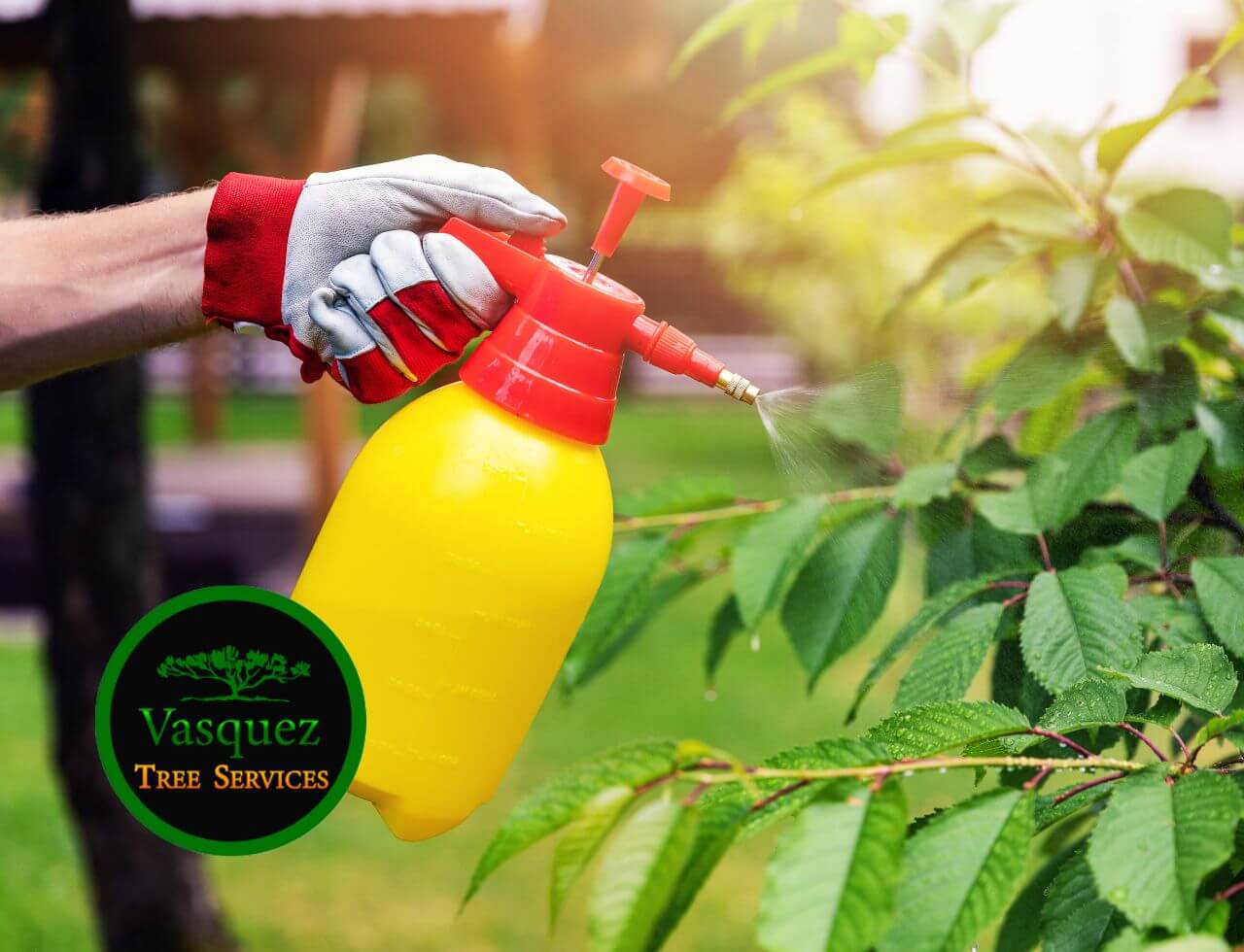 Vasquez Tree Service: Your Tree Care Partner