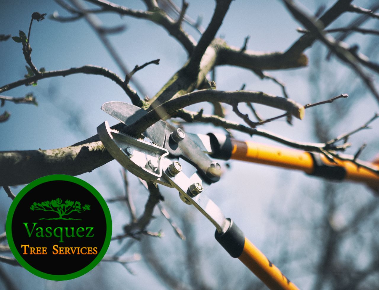Winter Tree Care Tips for your Trees