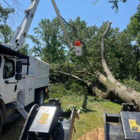 Tree Services Little Rock AR