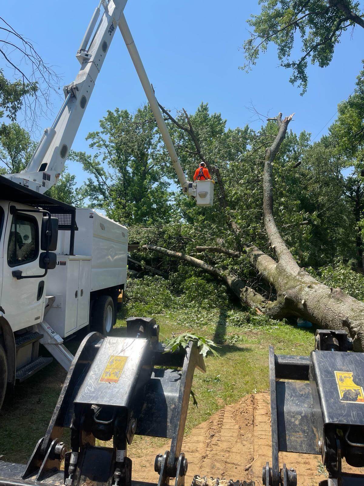Tree Services Little Rock AR