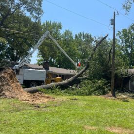 Tree Services Little Rock AR