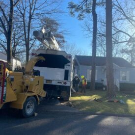 Tree Services Little Rock AR