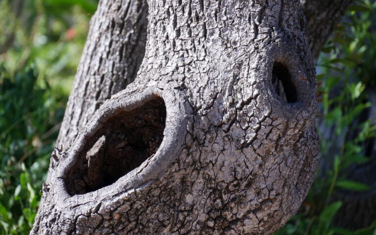 Hole in a Tree: Guide to Risks and Tree Care Tips