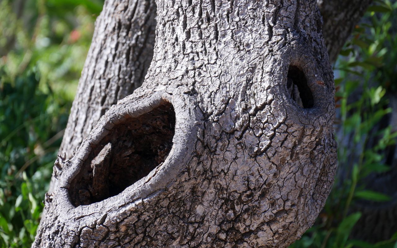 A hole in a tree.