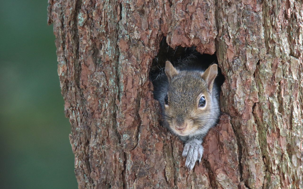 Wildlife nesting in a natural hole in a tree.