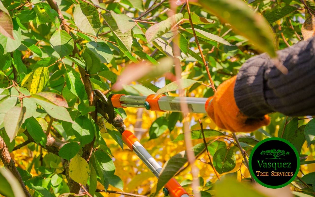 Certified arborist using pruning tools in Little Rock