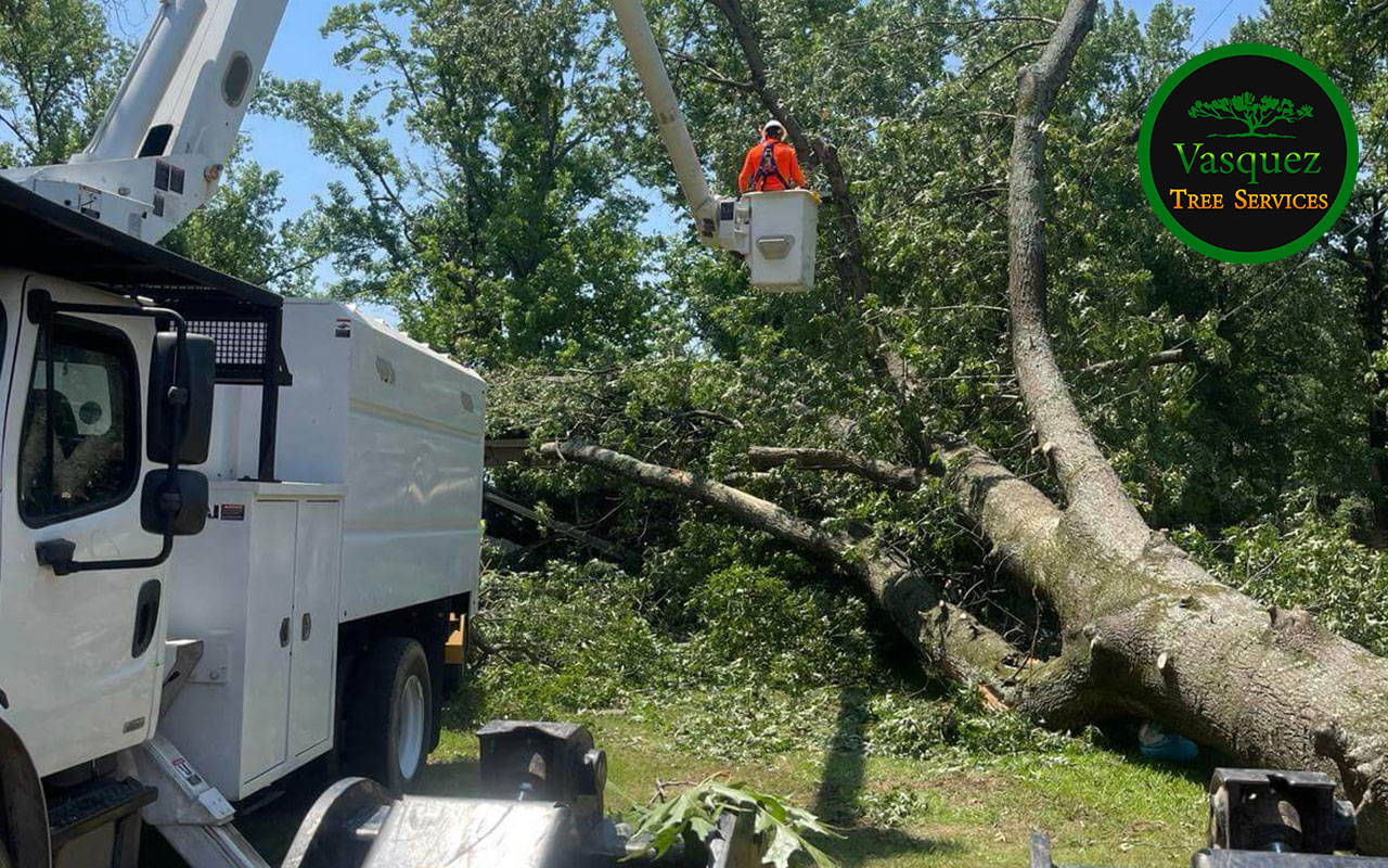 Professional arborist cutting down a large tree in a residential yard