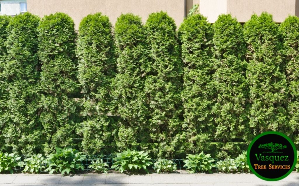 Fast Growing Evergreen Trees for Privacy