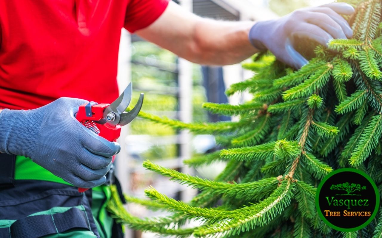 Backyard with low maintenance evergreen privacy trees