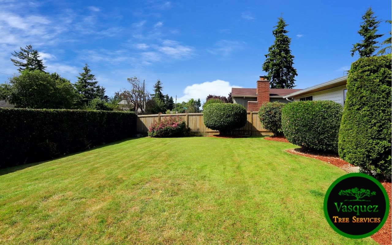 Dense viburnum hedge used as a natural privacy wall