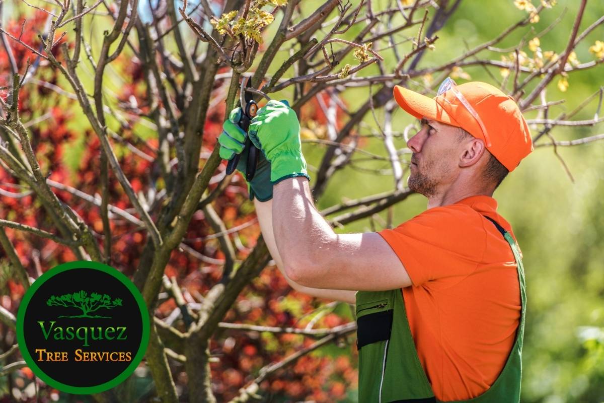 Dead tree branches in need of trimming before they fall