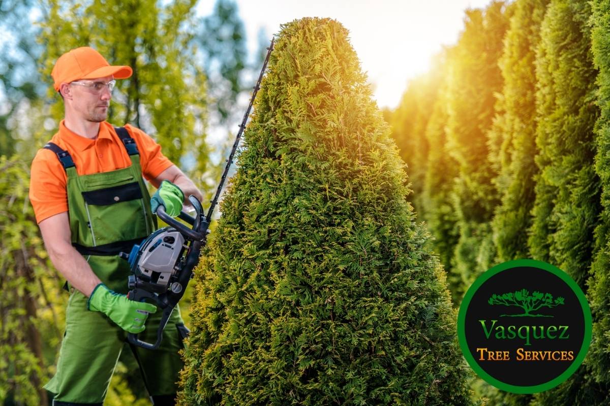 Young tree being trimmed to develop a healthy shape
