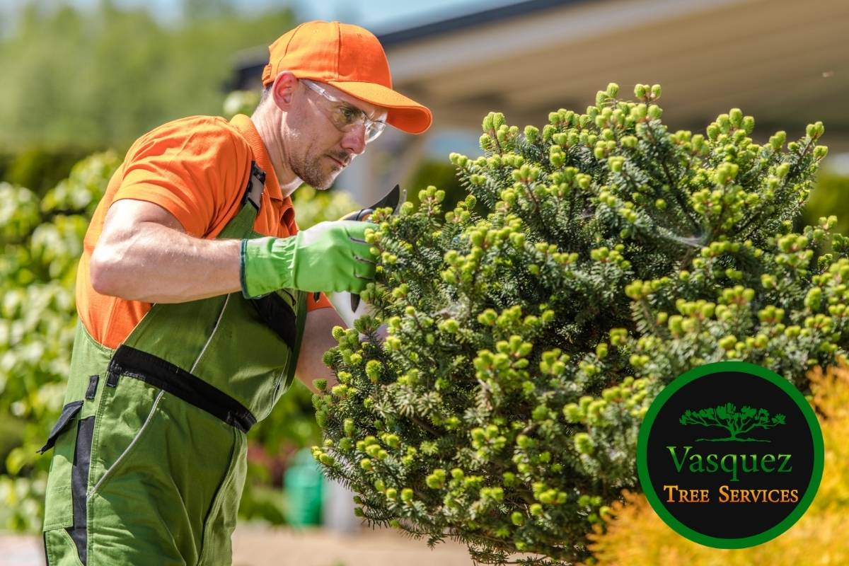 Homeowner trimming tree branches in summer for shape