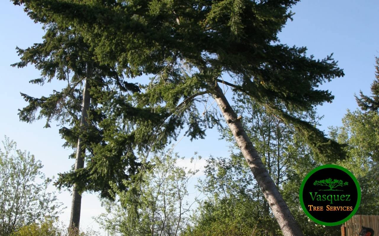 How to Identify Hazardous Trees in Little Rock – signs of risk