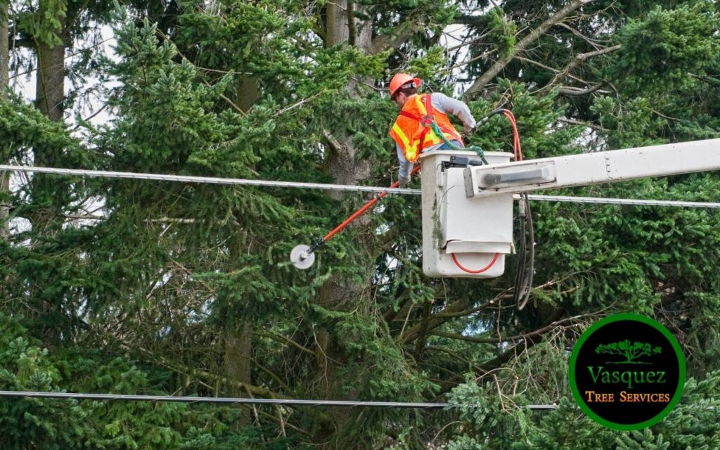 Tree Trimming Near Power Lines | Safe Expert Services