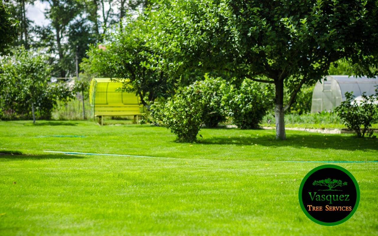 Tree trimming for shade canopy over patio in North Little Rock
