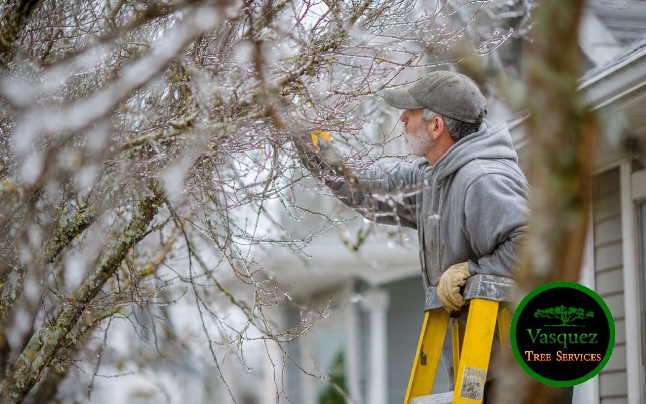 Arborist performing pre-storm pruning as part of Ice Storm Tree Preparation in Little Rock for stronger branches.