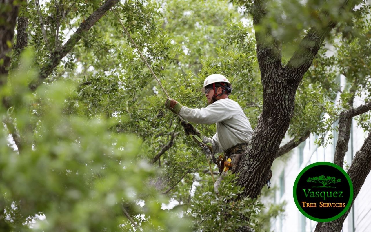 Arborist crew working with modern tools affecting tree trimming cost in Little Rock 2026
