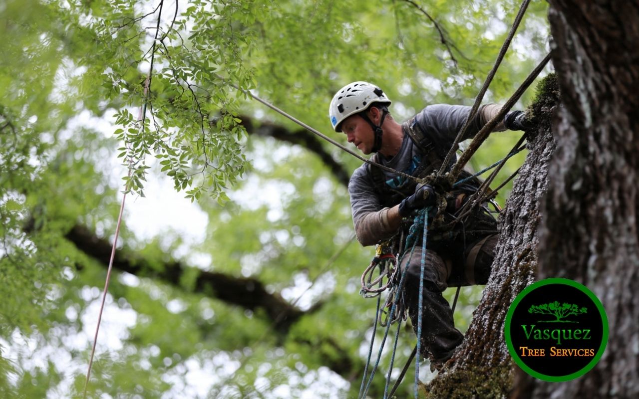 Insured tree service jobsite that supports ISA certified arborist in Little Rock benefits and peace of mind