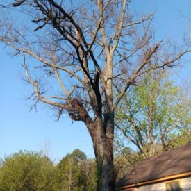 recent-project-vasquez-tree-service-1