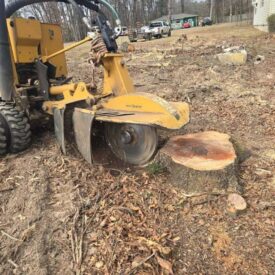 recent-project-vasquez-tree-service-10