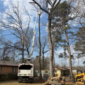 recent-project-vasquez-tree-service-12
