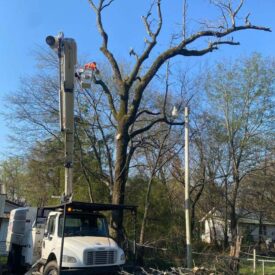 recent-project-vasquez-tree-service-13