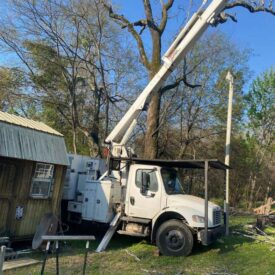 recent-project-vasquez-tree-service-14
