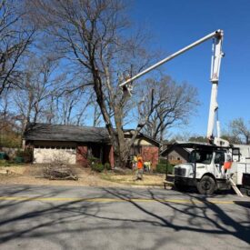 recent-project-vasquez-tree-service-2
