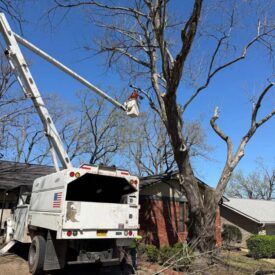 recent-project-vasquez-tree-service-3