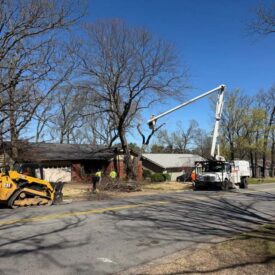 recent-project-vasquez-tree-service-4