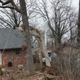 recent-project-vasquez-tree-service-5