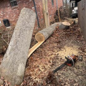recent-project-vasquez-tree-service-7