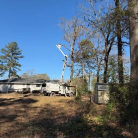recent-project-vasquez-tree-service-9