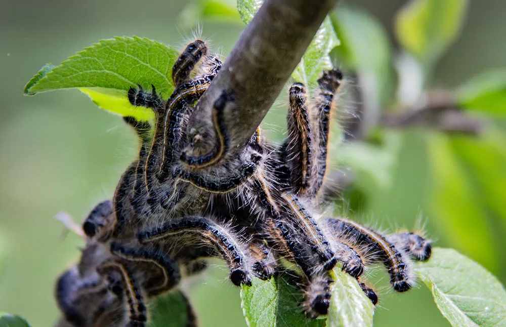 5 Bugs That Kill Trees