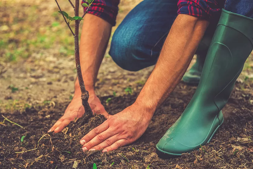Best Soil for Planting Trees