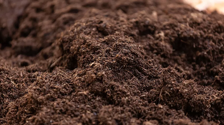 Different Types of Soil - Peat Soil