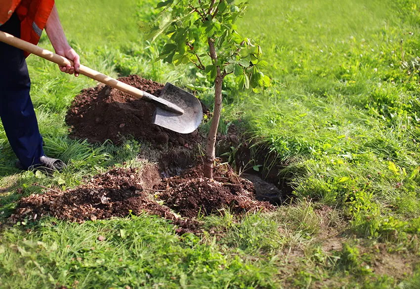 Tips in Preparing Soil for Trees