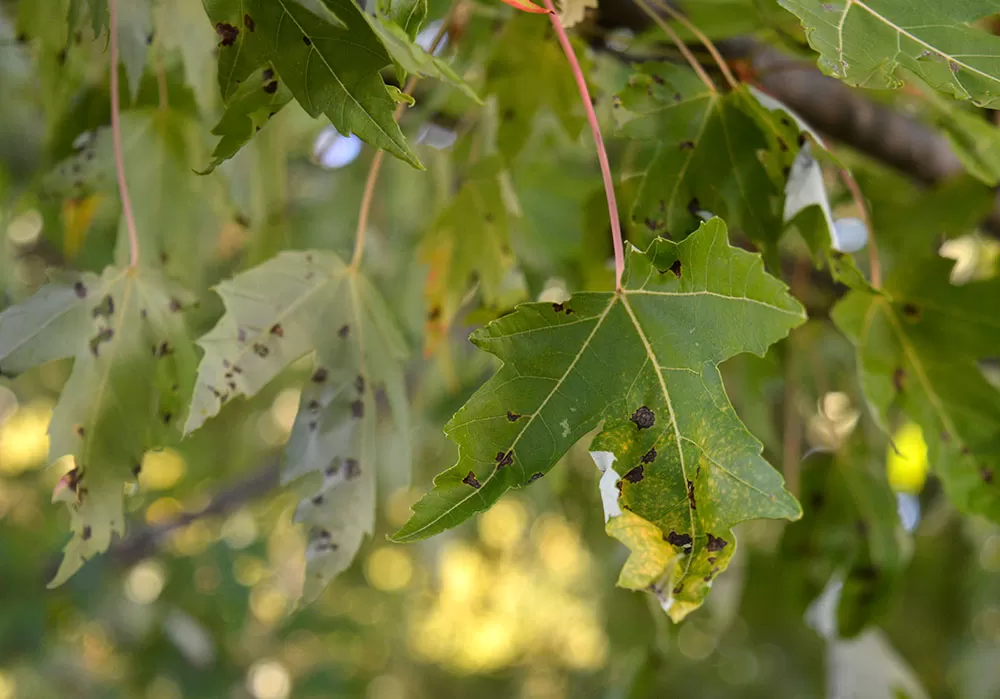 Black Spots On Maple Leaves Here S What You Should Do