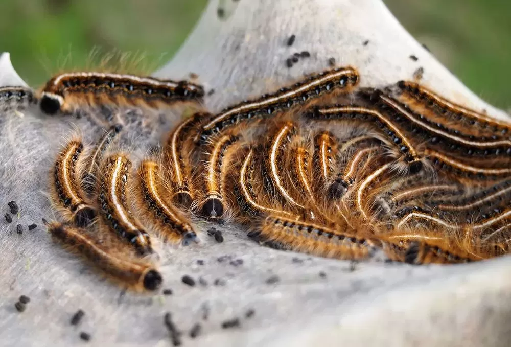Forest and Eastern Tent Caterpillars