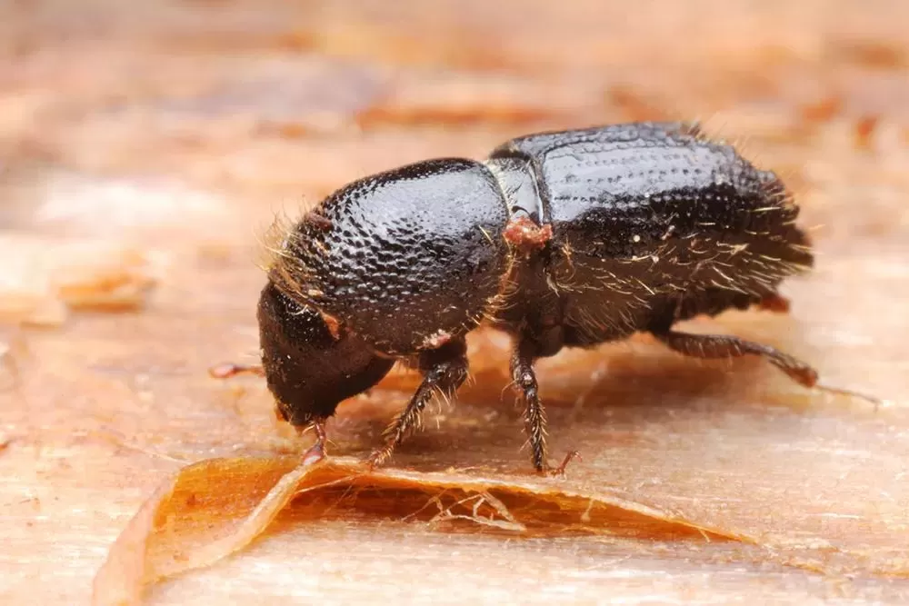 Ips Pine Beetles Kill Trees