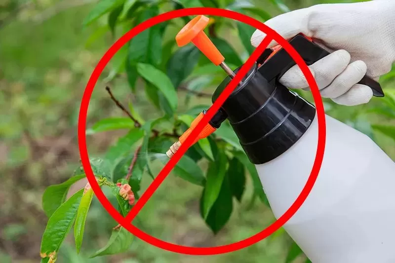 Pesticides Ruin Tree Health