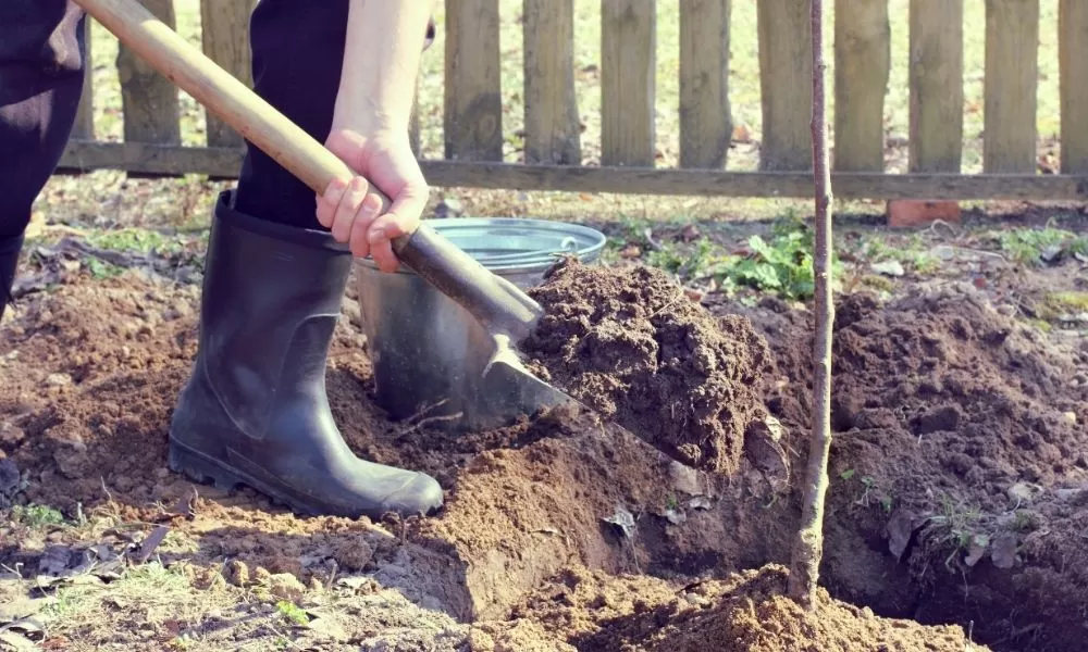 How to plant bare root trees