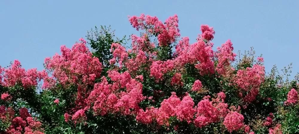 Reasons to Plant Crepe Myrtle
