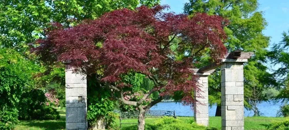 Reasons to Plant Japanese Maple