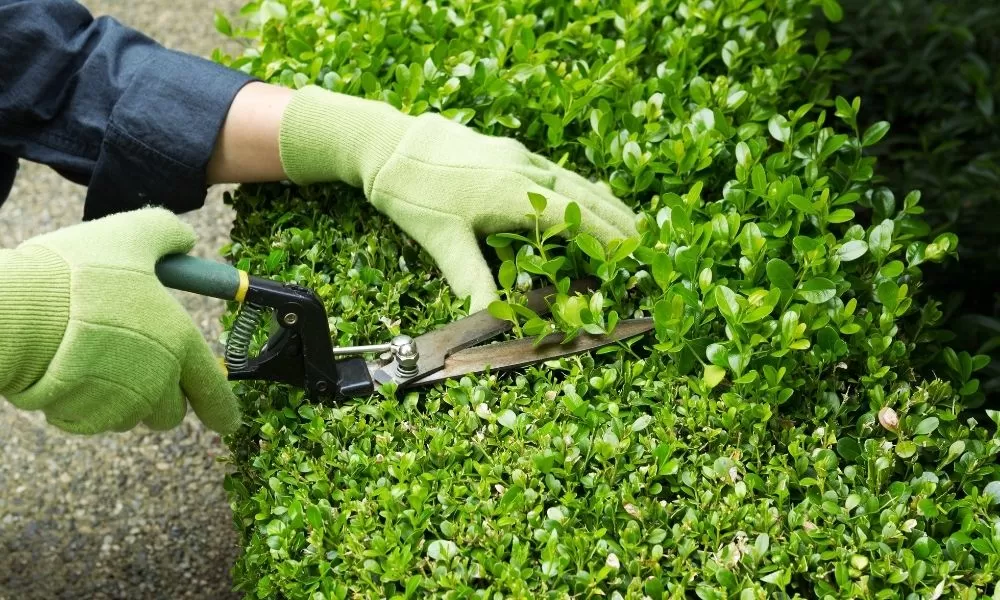 How to Trim Overgrown Bushes