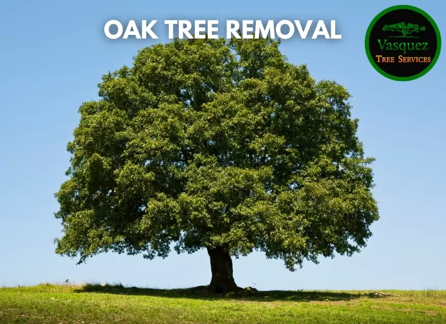 The best Tips and Tricks for Oak Tree Removal!