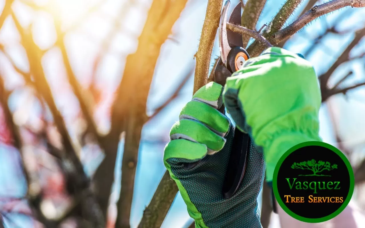 Things to Look for in a Tree Service Company