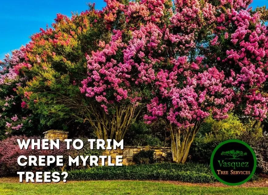 When to Trim Crepe Myrtle Trees
